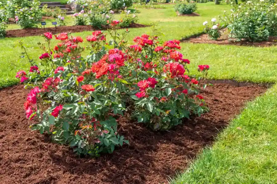 How Mulching Enhances Your Landscapes Health And Growth in Torrance, CA