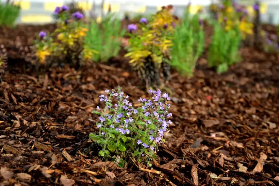 How To Prevent Mulch From Decomposing Too Quickly Torrance, CA