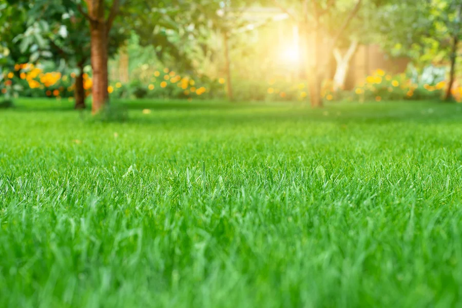 The Importance Of Aeration And Fertilization In Lawn Care Torrance, CA