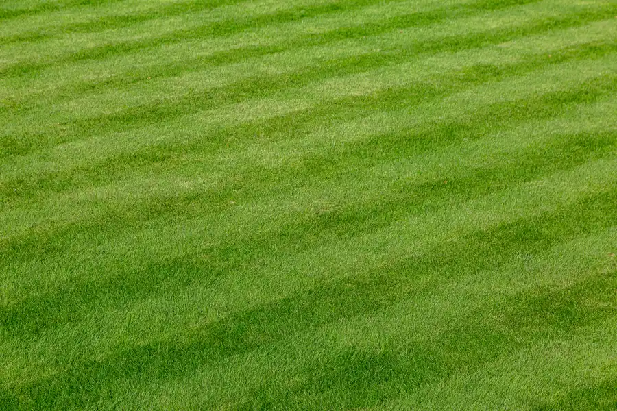 Understanding The Role Of Soil Health In Lawn Care Success Torrance, CA